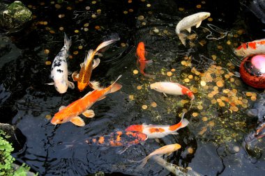 Koi Carp fish in water garden (Cyprinidae) clipart