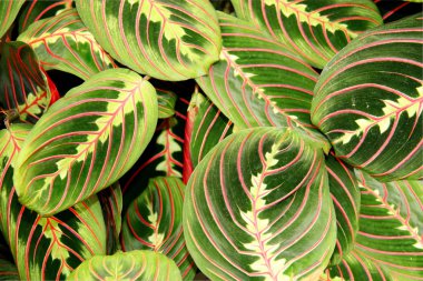 Maranta leuconeura var.erythroneura clipart