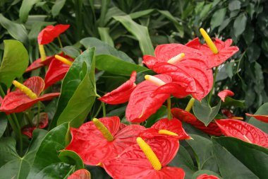 Anthurium çiçekleri