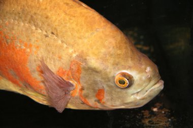 Oscar - (Astronotus ocellatus sarı)