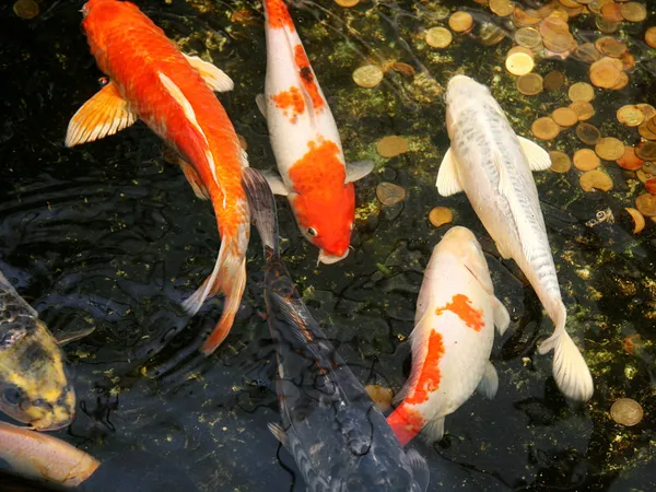 Риби Koi короп у воді — стокове фото