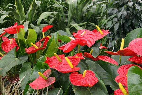 Διακοσμητικά Ανθούριο φυτό κόκκινο — Φωτογραφία Αρχείου