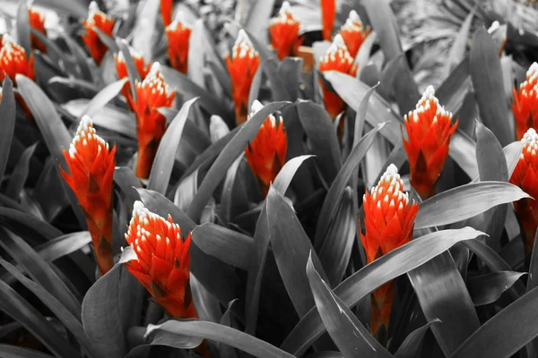 Guzmania květina červená - šedá — Stock fotografie