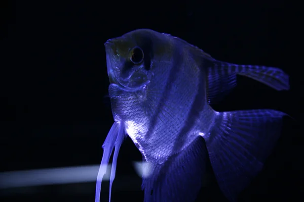 Skalare Fische in der Nacht — Stockfoto