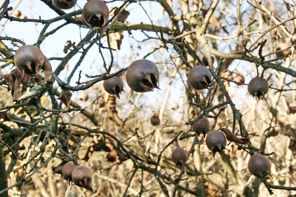 stock image Medlar on the tree