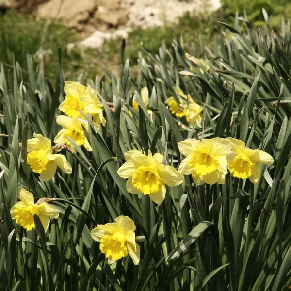 Narcissus poeticus (Amaryllidaceae) — Stock Photo, Image
