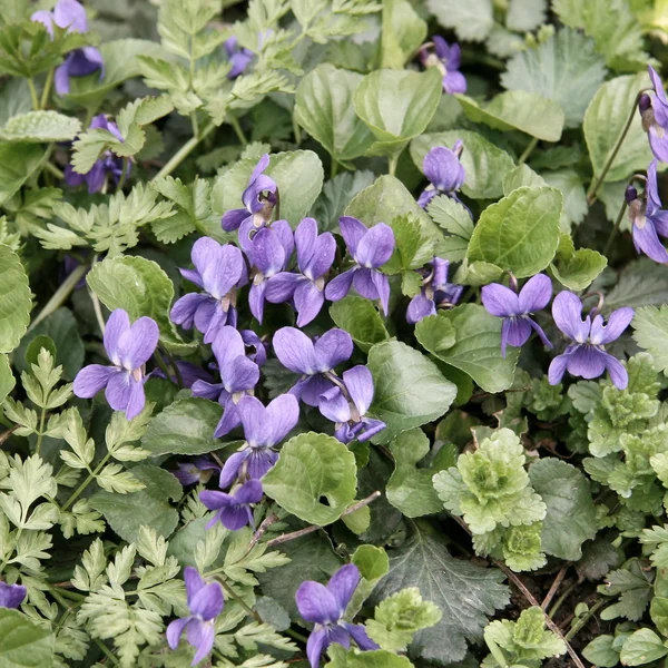 Wild violet — Stock Photo, Image