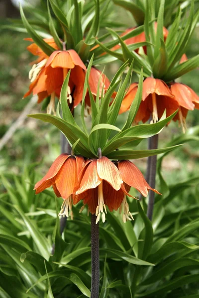 Orange bellflower — Stock Photo, Image