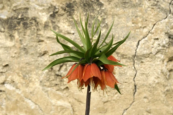 Fritillaria imperialis flor — Fotografia de Stock