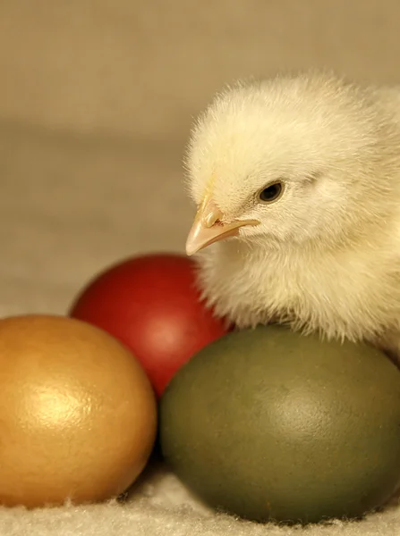 Chicken near three easter eggs — Stock Photo, Image