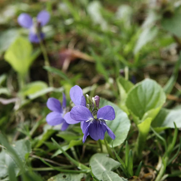 草の上春バイオレット — ストック写真