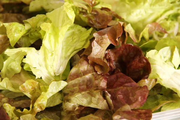 Folhas de salada — Fotografia de Stock