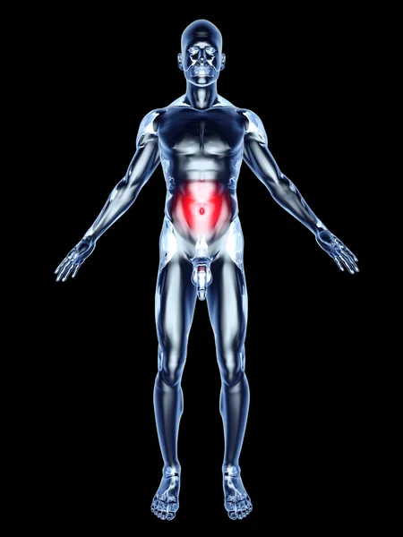 Dor de barriga - Anatomia — Fotografia de Stock