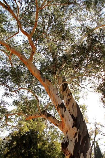 Eukalyptu strom — Stock fotografie