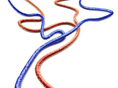 Veins and Arteries clipart