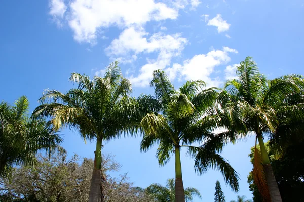 Palmy w sao paulo — Zdjęcie stockowe