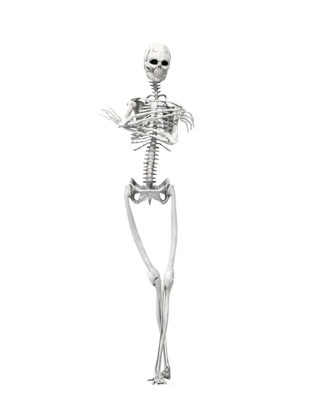 Verveeld skelet — Stockfoto