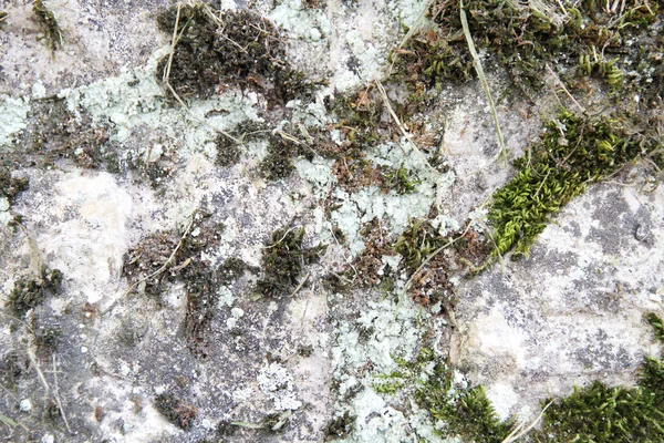 식물 돌 벽 돌파 — 스톡 사진