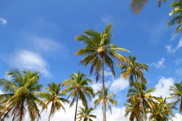Palmbomen — Stockfoto