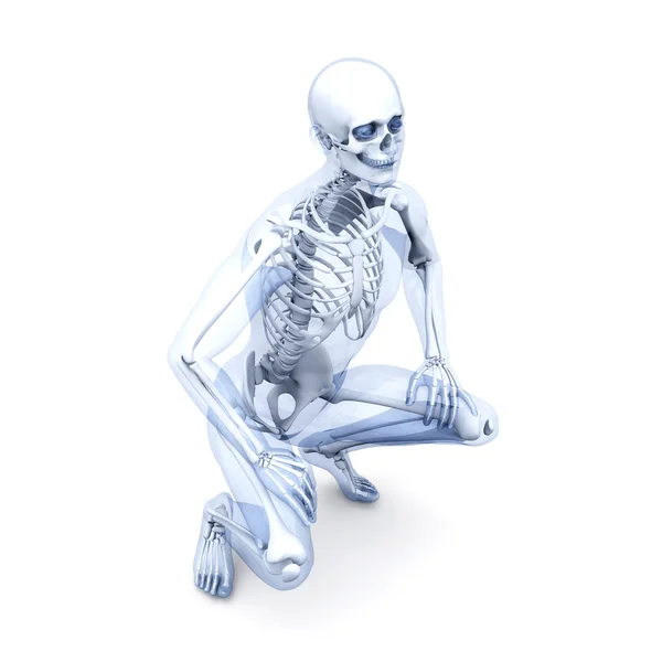 Visualizzazione anatomica — Foto Stock