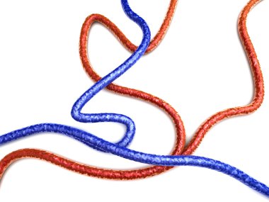 Veins and Arteries clipart