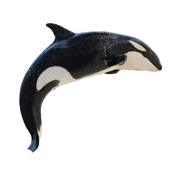 Skaczące killerwhale, orcinus orca — Zdjęcie stockowe
