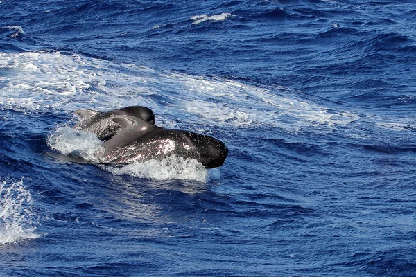 Par de baleias-piloto curtas — Fotografia de Stock