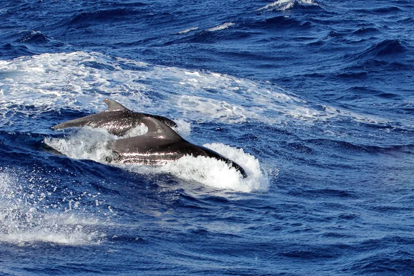 Coppia di balene pilota pinne corte — Foto Stock