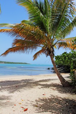 caribbean beach beyaz kum ile