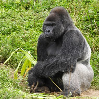 An adult siverback male gorilla clipart