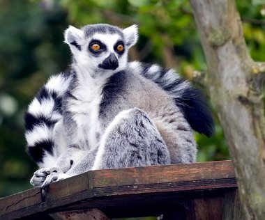 A Ring Tailed Lemur, Lemur Catta clipart