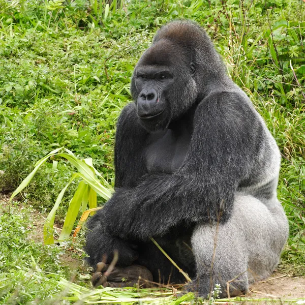 En vuxen siverback manliga gorilla — Stockfoto