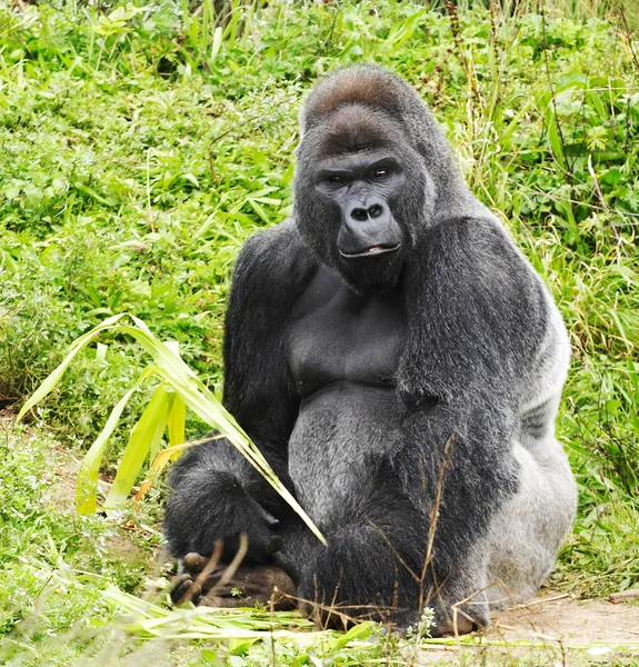 Un gorila dorso de plata macho — Foto de Stock