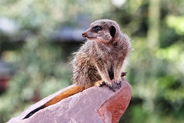 Um meercat (Suricata suricatta ) — Fotografia de Stock