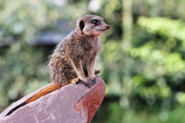 En meercat (Suricata suricatta) — Stockfoto