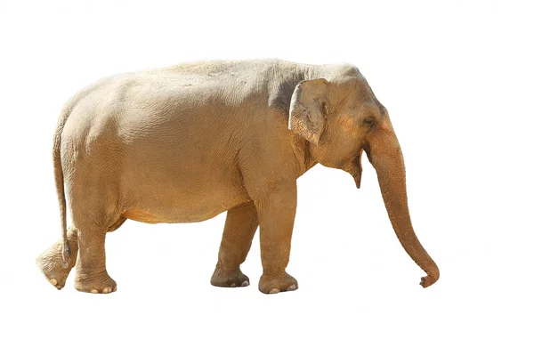 Elefante asiático - 2 — Fotografia de Stock
