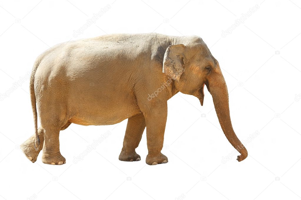 Asian Elephant - 2