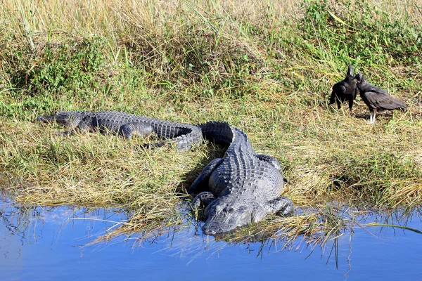Alligator and Vultures — Stock Photo, Image