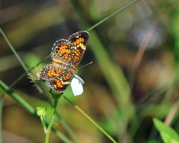 Бабочка Фаон Кресент — стоковое фото