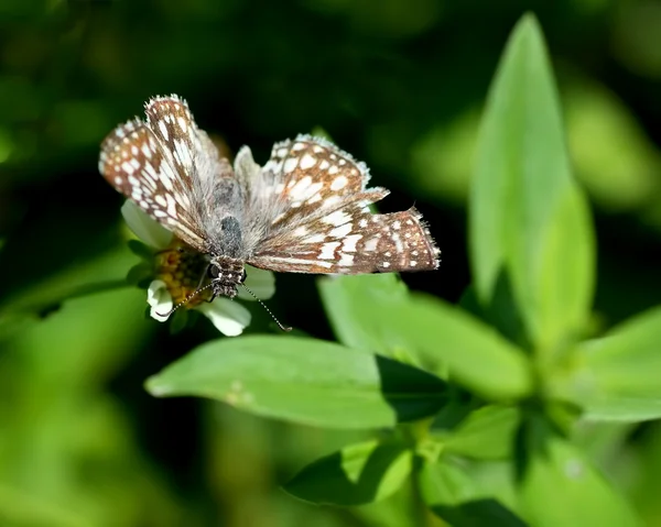 市松模様のスキッパーの蝶 — ストック写真