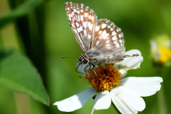 Checkered Skipper butterfly — Stock Photo, Image