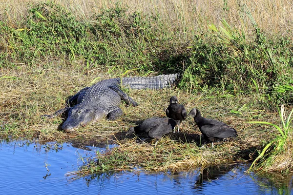 Alligator and Vultures — Stock Photo, Image