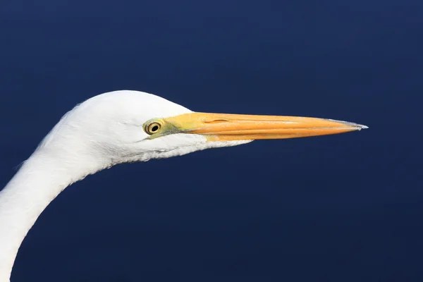 Grande branco Egret de perto — Fotografia de Stock