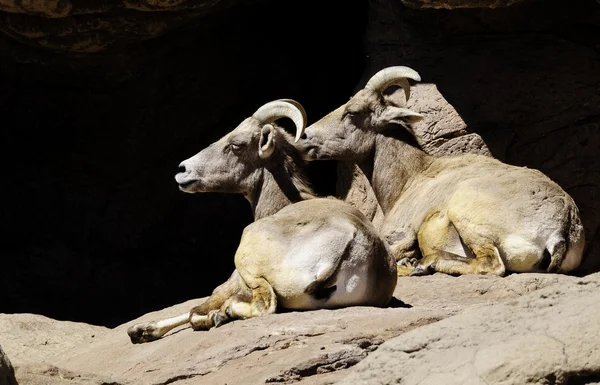 Büyük horn koyun çöl — Stok fotoğraf
