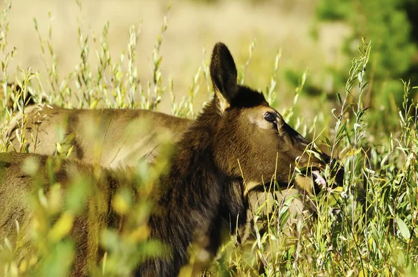 Dişi geyik — Stok fotoğraf