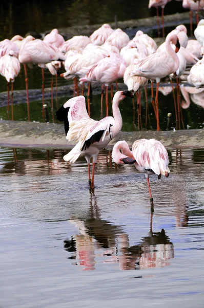 Lesser Flamingos — Stock Photo, Image