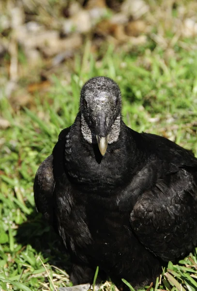 Avvoltoio nero — Foto Stock