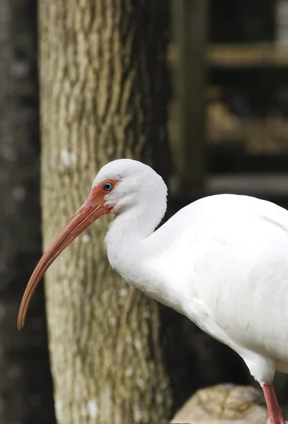 Weißer Ibis — Stockfoto