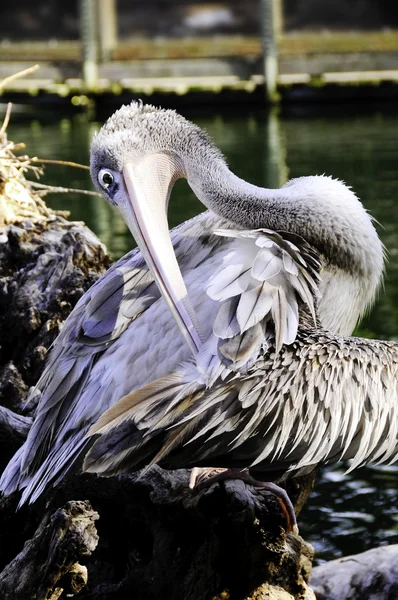 Roz sprijinit pelican — Fotografie, imagine de stoc