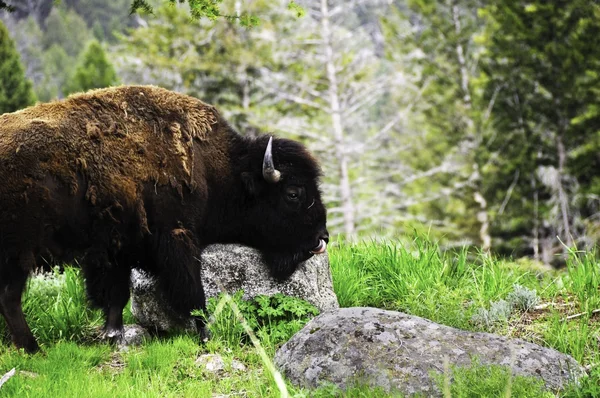 Buffalo v lese — Stock fotografie